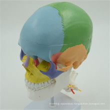 Hot sale high quality skull model with number